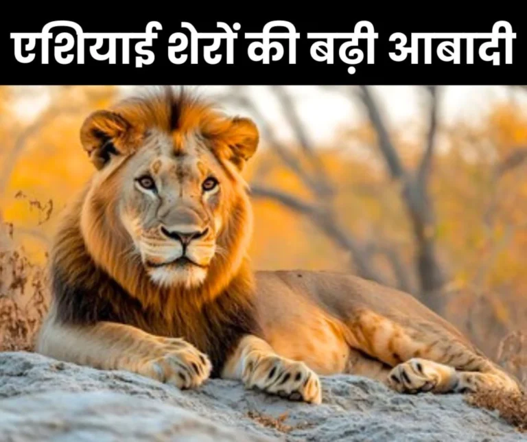 Population of Asiatic lions increased by 263 in Gujarat in 15 years