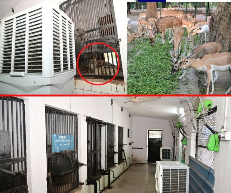Bokaro Steel Plant installed cooler-fan for animals