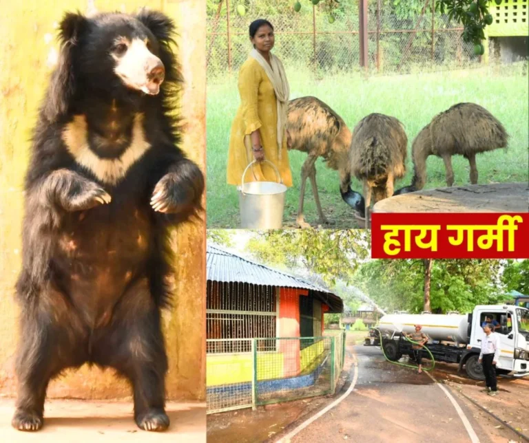 Rourkela Steel Plant: This is how animals and birds in Indira Gandhi Zoo are saving themselves from the scorching heat