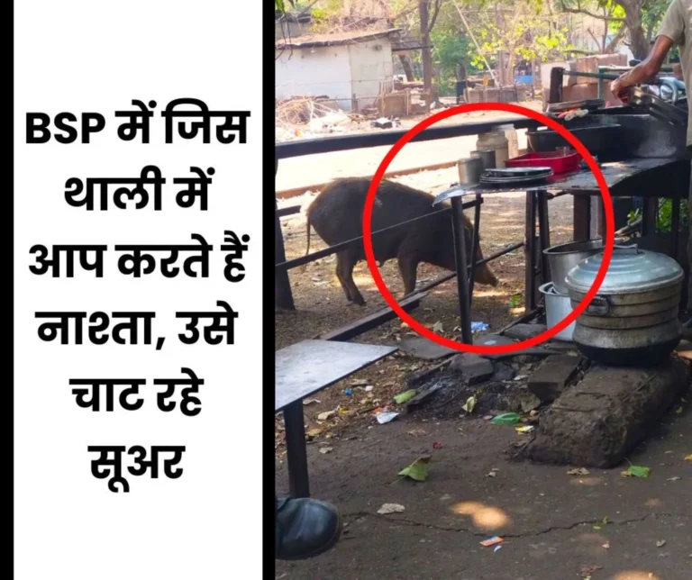 Bhilai Steel Plant: A disgusting joke with health, pigs are licking plates and you are having breakfast in the same plates
