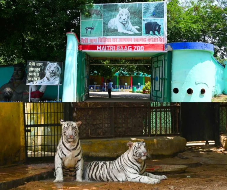 A pair of leopard and bear will soon come to Maitri Bagh, 24 Sambhars will go
