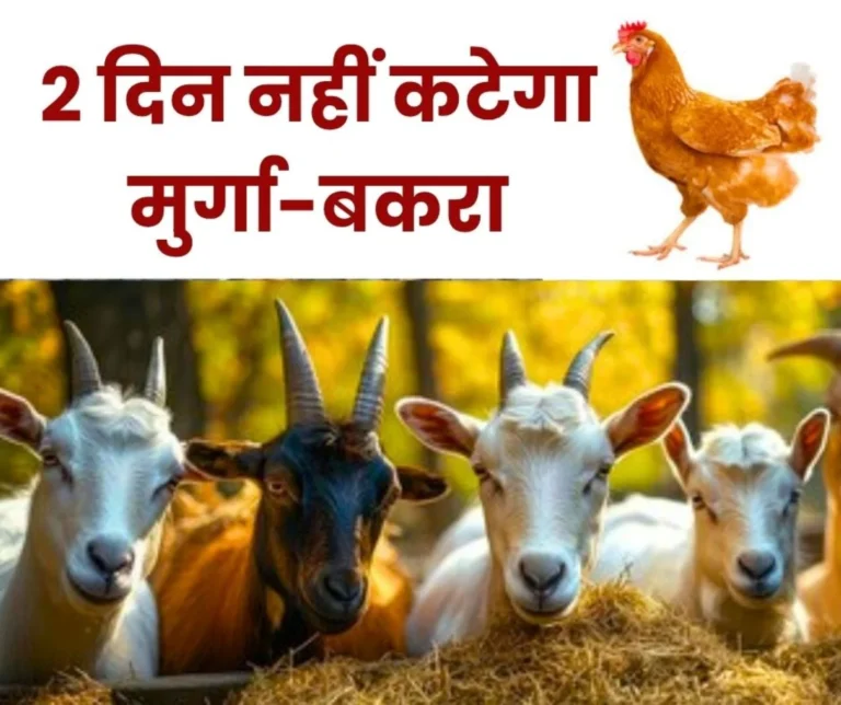 Chicken and Mutton Shops Will Remain Closed on 15-16 in Chhattisgarh
