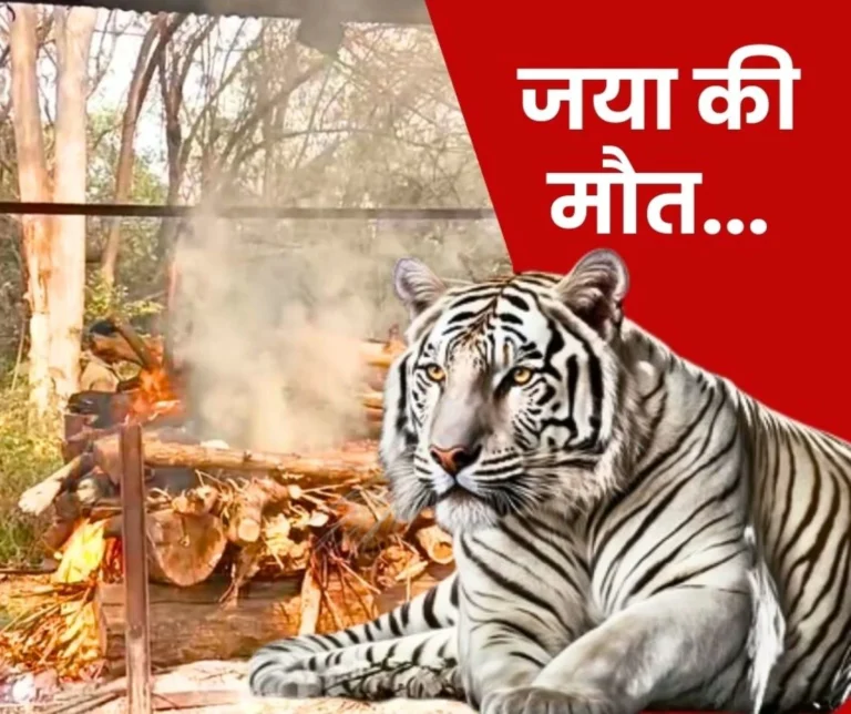 Maitribag Zoo White Tigress Jaya Dies due to Stomach Rupture Cremation takes Place after Post-Mortem