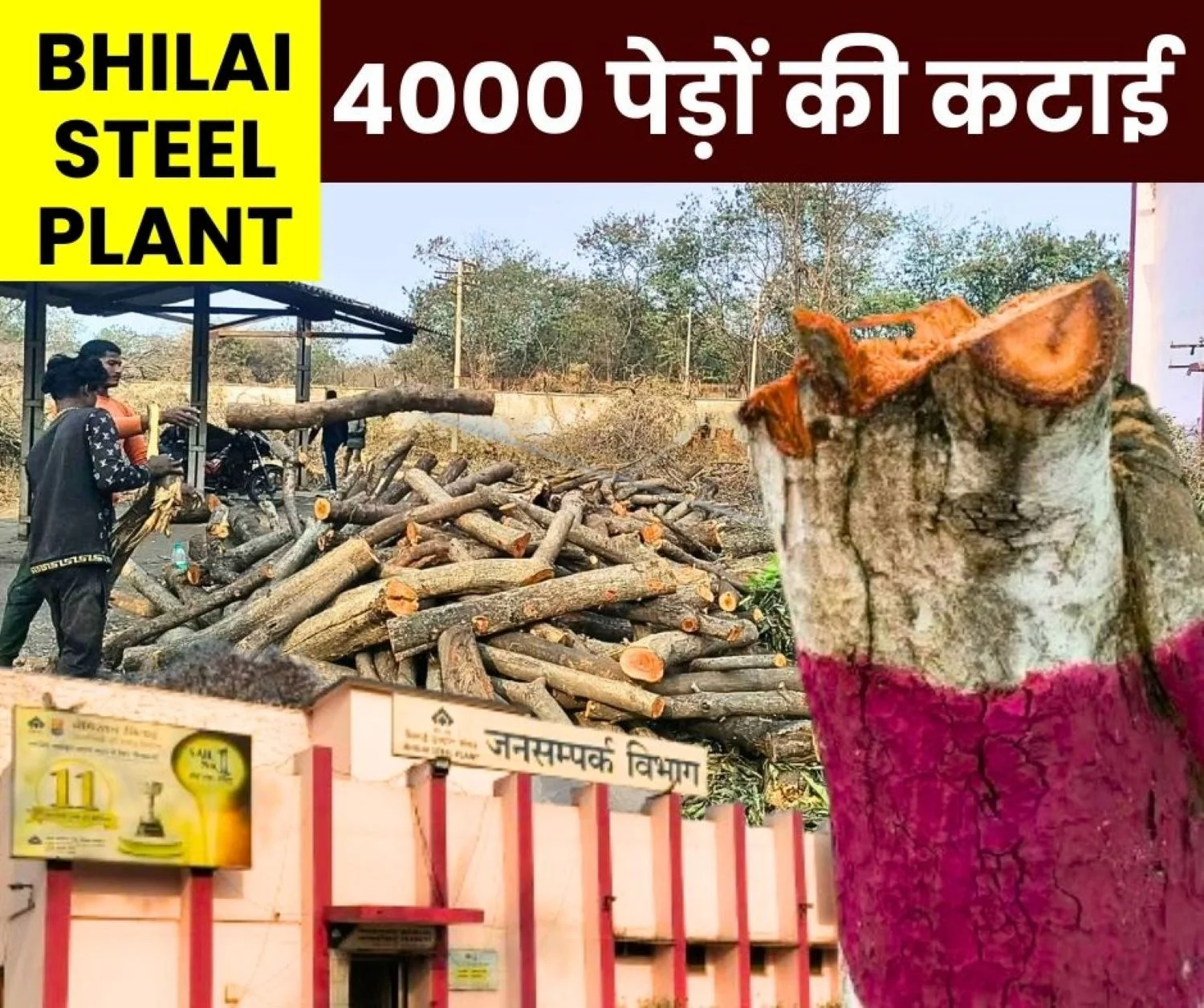 Big News BSP Universal Rail and Structural Mill to be Built at Rs 5900 Crore Felling of 4000 Trees Begins