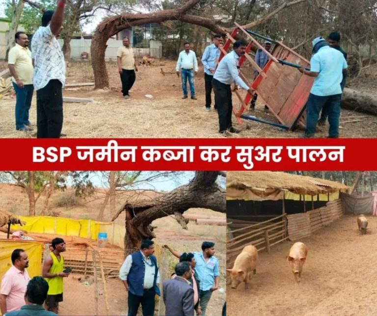 Pig Farming on 10,000 Square feet of Land of Bhilai Steel Plant, Enforcement Department Freed it from Encroachment
