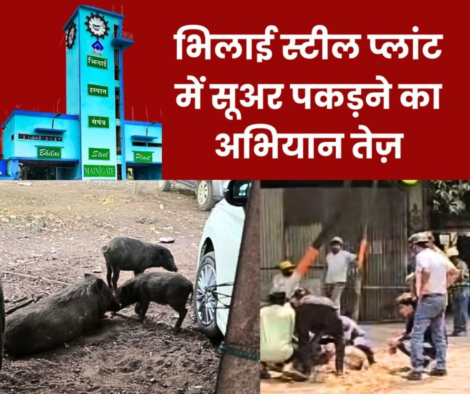 Pig catching campaign intensified at Bhilai Steel Plant Sharda Gupta had demanded from ED Works