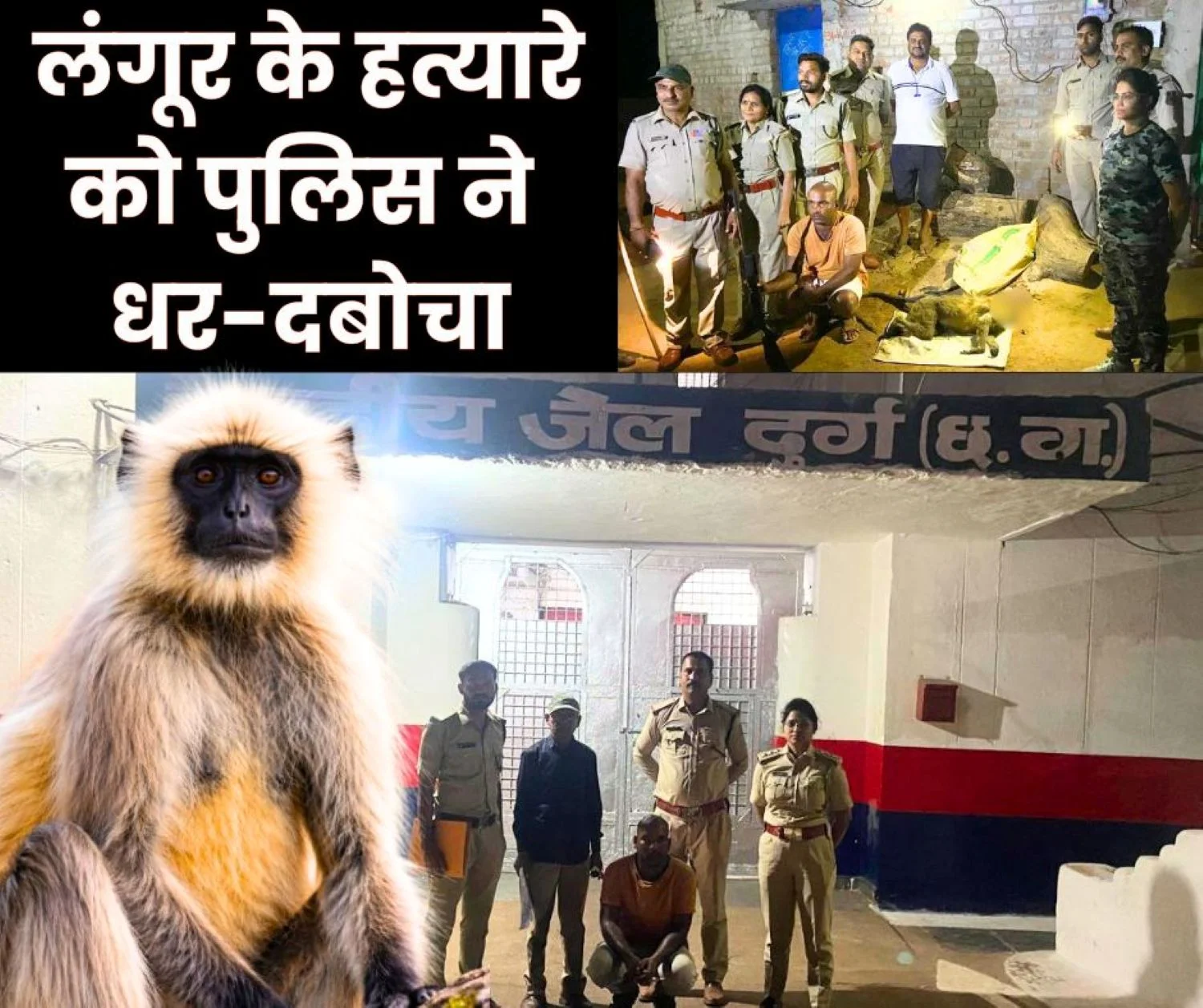Man Arrested for Hunting Langur Sent to Jail, Air Gun Recovered 1
