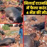Bhilai Township In Sector 7 an illegal Electricity Connection wire Broke and fell into the Water killing Four Buffaloes