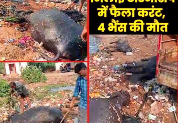 Bhilai Township In Sector 7 an illegal Electricity Connection wire Broke and fell into the Water killing Four Buffaloes