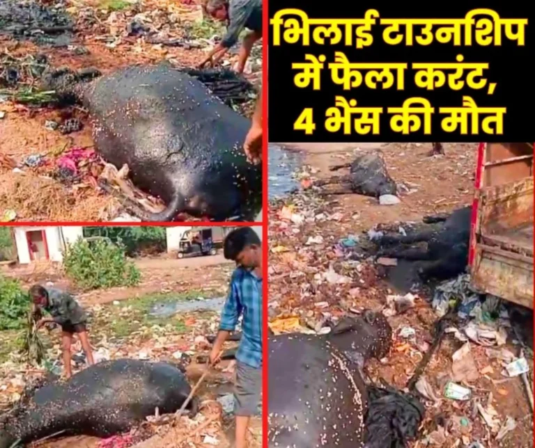 Bhilai Township In Sector 7 an illegal Electricity Connection wire Broke and fell into the Water killing Four Buffaloes