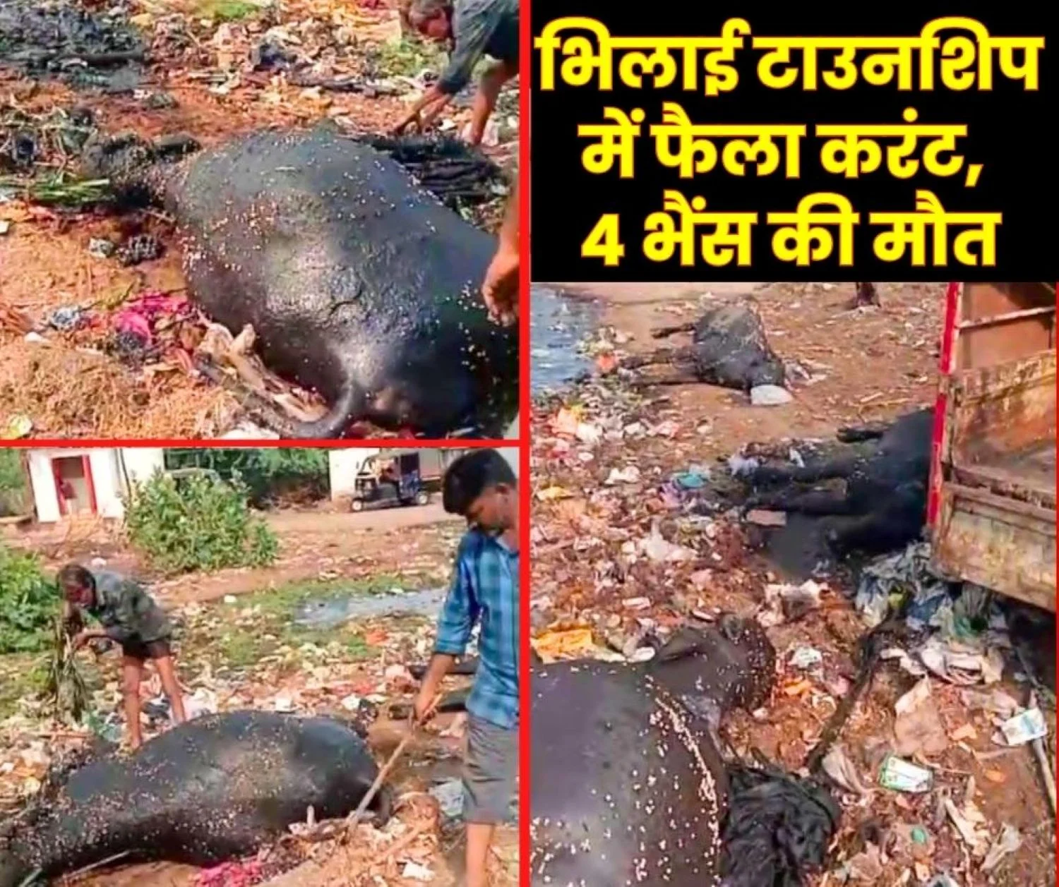 Bhilai Township In Sector 7 an illegal Electricity Connection wire Broke and fell into the Water killing Four Buffaloes