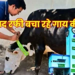 BSP Employee Mohammad Rafi is Saving the Lives of Cows Using Reflective Belts