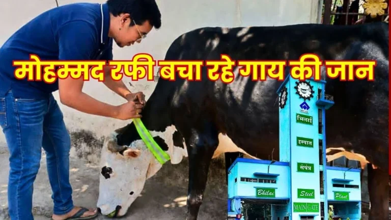 BSP Employee Mohammad Rafi is Saving the Lives of Cows Using Reflective Belts