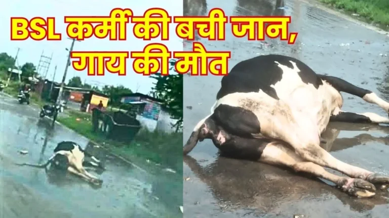 Cow Dies after Coming into Contact with Electric Wire in BSL Township Worker Has a Narrow Escape