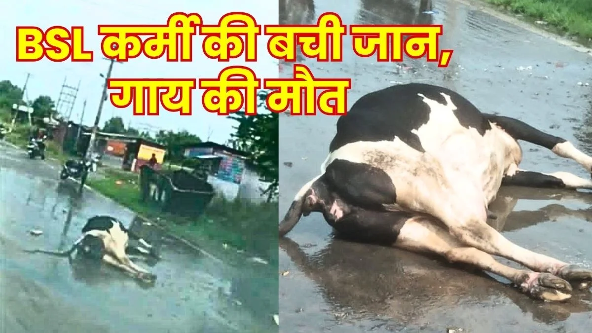 Cow Dies after Coming into Contact with Electric Wire in BSL Township Worker Has a Narrow Escape