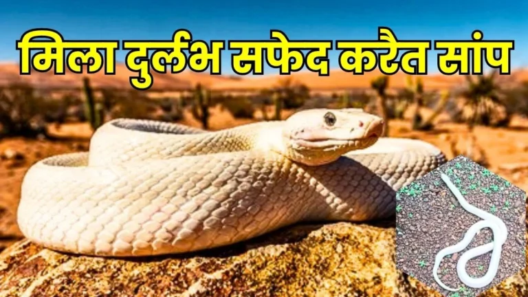 Rare White krait Found in Charoda Released into the Forest after Rescue