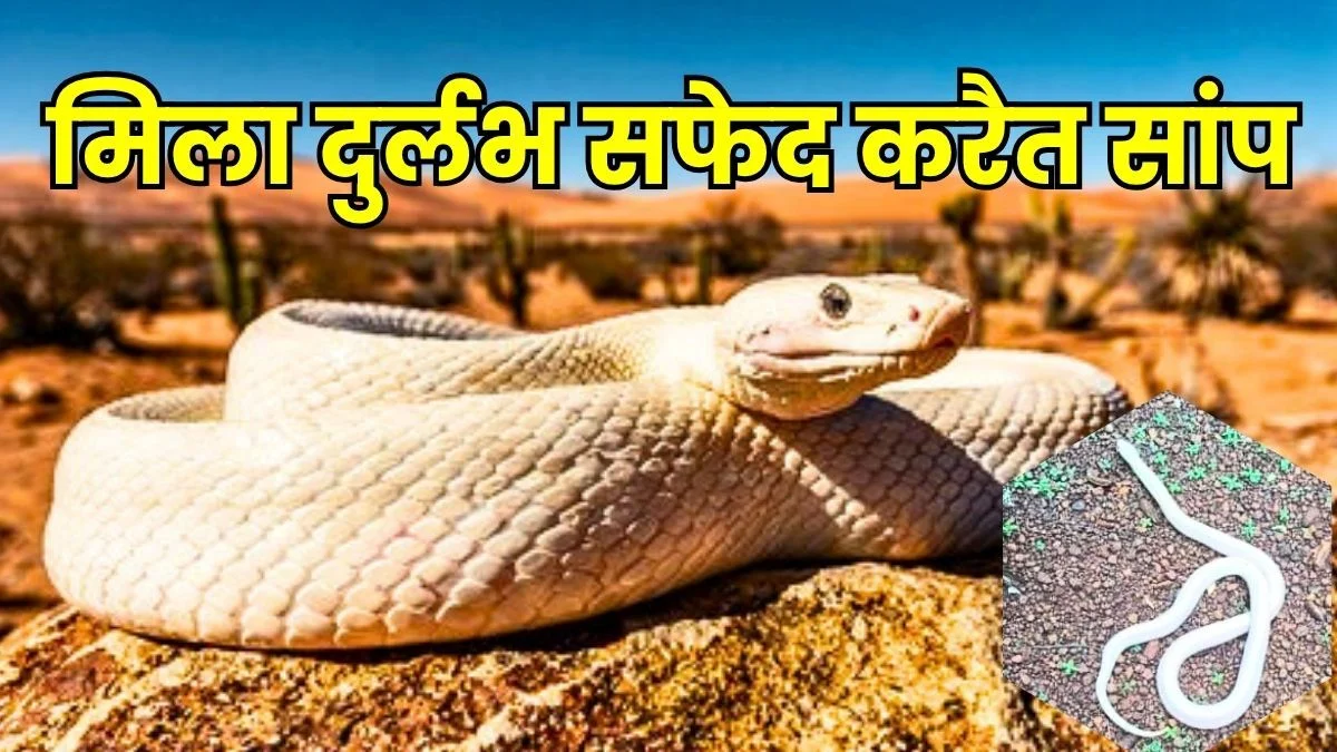 Rare White krait Found in Charoda Released into the Forest after Rescue