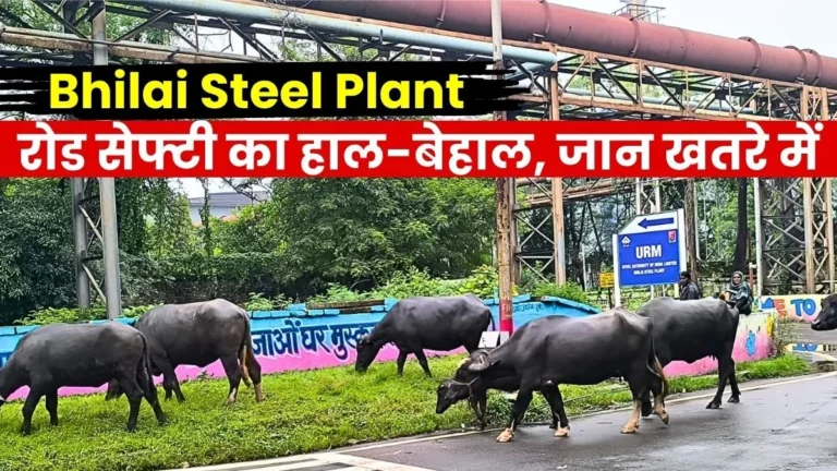 Laxity in the Safety Department Risk of accidents involving cattle at Bhilai Steel Plant