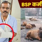 Menace of wild Animals at Bhilai Steel Plant Junior Engineer Injured in Bull Attack