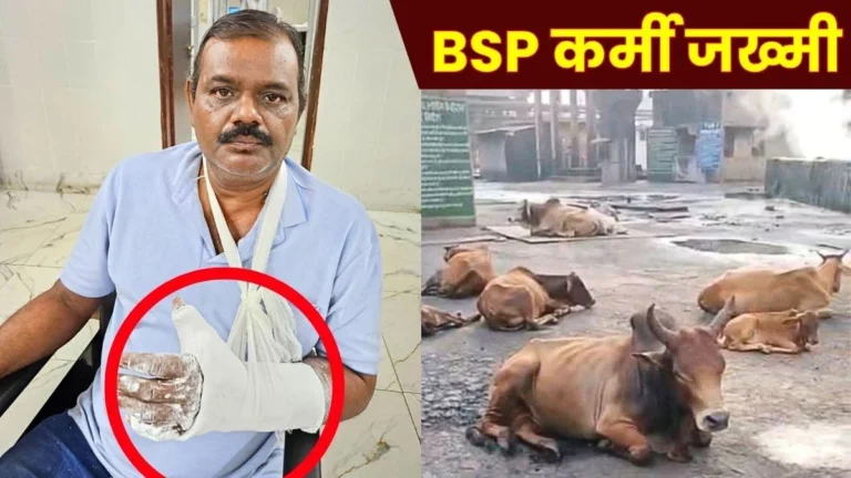 Menace of wild Animals at Bhilai Steel Plant Junior Engineer Injured in Bull Attack