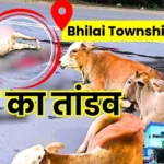 Bhilai Township Road Stained red with Blood Early in the Morning 4 Cattle Dead