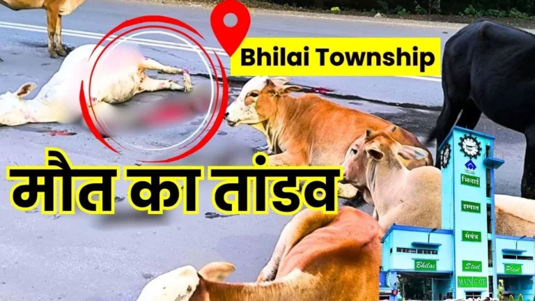 Bhilai Township Road Stained red with Blood Early in the Morning 4 Cattle Dead