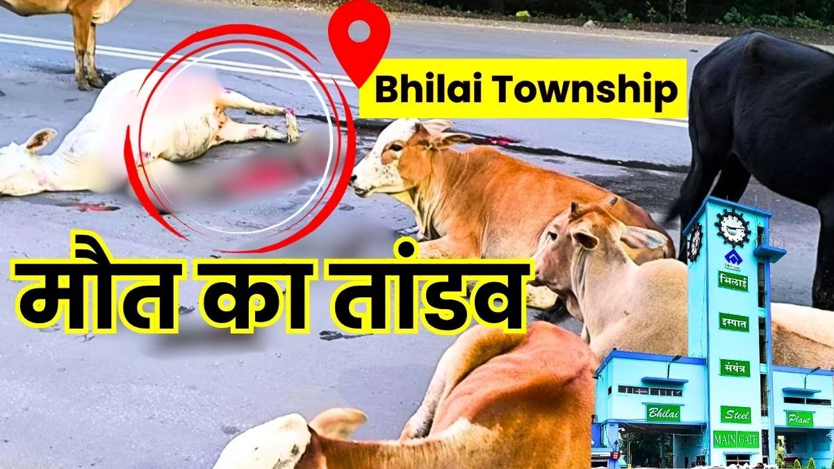 Bhilai Township Road Stained red with Blood Early in the Morning 4 Cattle Dead