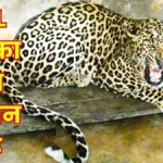 Rourkela Steel Plant 7 year-old leopard Veeru arrives from Gujarat at IG Park Zoo