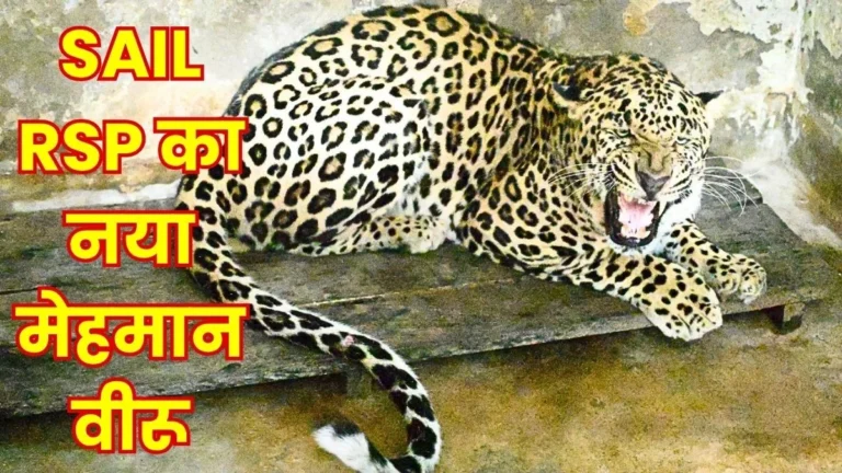 Rourkela Steel Plant 7 year-old leopard Veeru arrives from Gujarat at IG Park Zoo